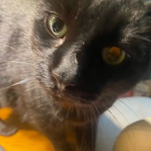 Meet your Posher, Auzzi